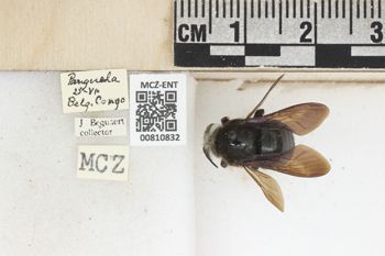 Media type: image;   Entomology 810832 Aspect: labels